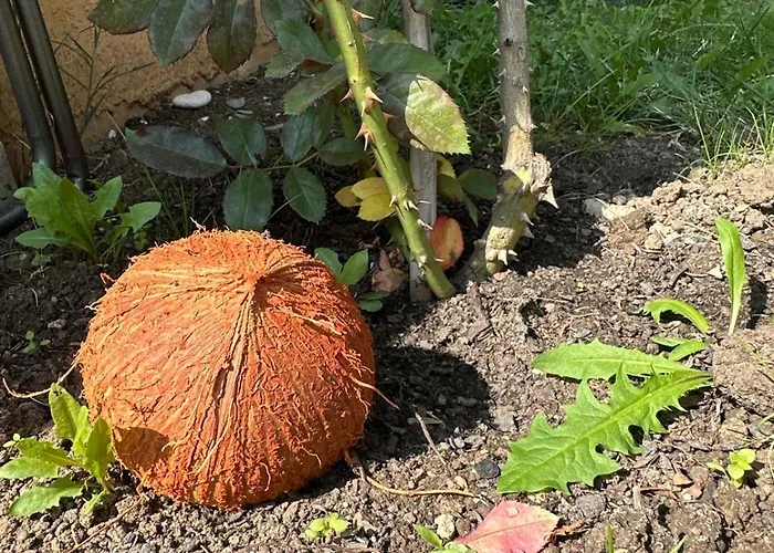 酒店 Boulevard Sea Residenz 250 Meter Zum Sandstrand 阳光海滩