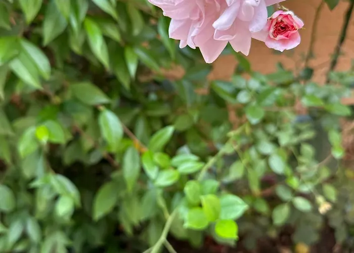 Boulevard Sea Residenz 250 Meter Zum Sandstrand 酒店 阳光海滩