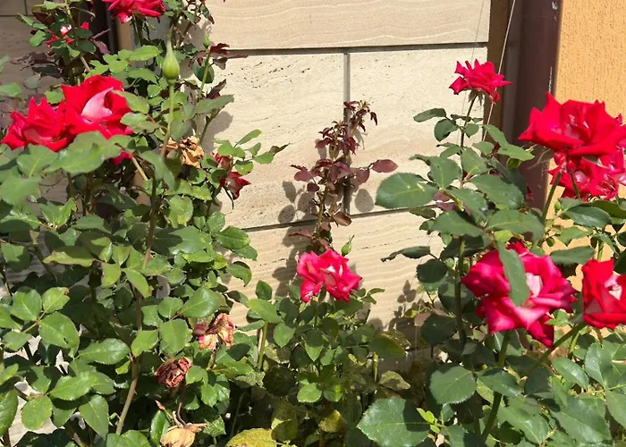 酒店 Boulevard Sea Residenz 250 Meter Zum Sandstrand