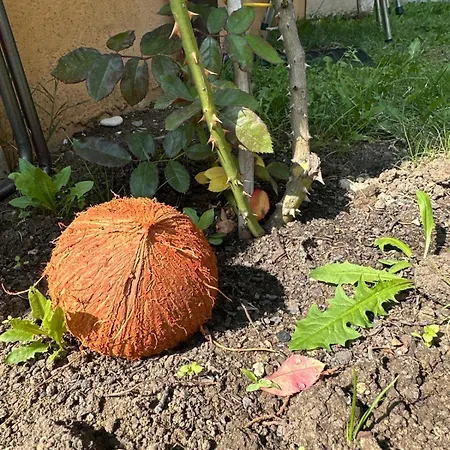 호텔 Boulevard Sea Residenz 300 Meter Zum Sandstrand 써니비치