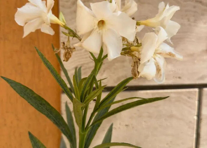 Hotel Boulevard Sea Residenz 250 Meter Zum Sandstrand Sluneční pobřeží