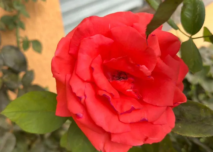 Boulevard Sea Residenz 250 Meter Zum Sandstrand 5* Sluneční pobřeží