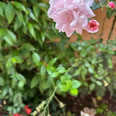 Boulevard Sea Residenz 250 Meter Zum Sandstrand 酒店 阳光海滩