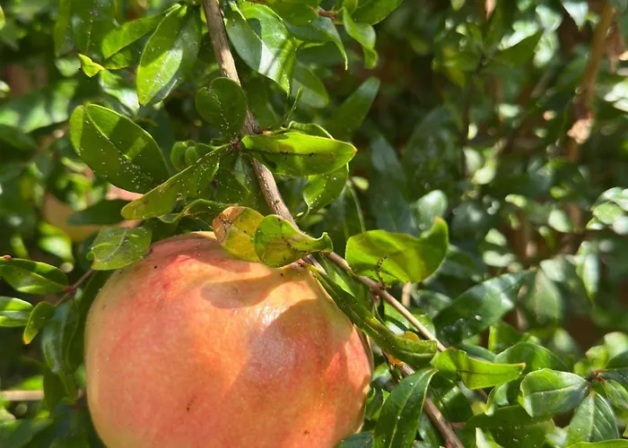 Boulevard Sea Residenz 250 Meter Zum Sandstrand Napospart