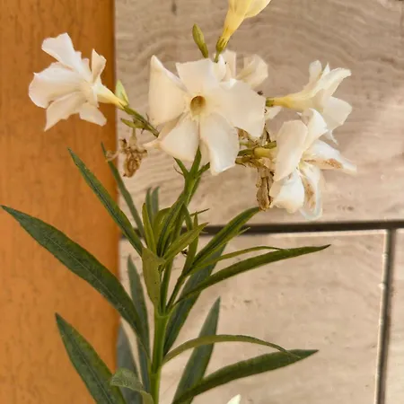 ホテル Boulevard Sea Residenz 300 Meter Zum Sandstrand サニービーチ