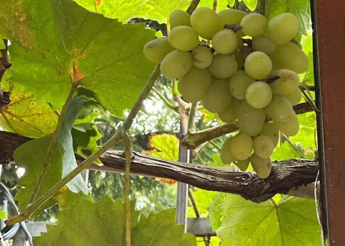 Отель Boulevard Sea Residenz 250 Meter Zum Sandstrand